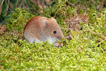 charming cute little field mouse lurking sitting in the grass and eating a seed