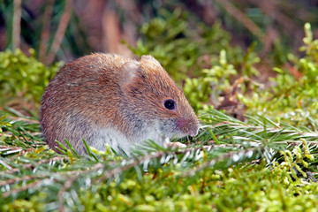 charming cute little field mouse lurking sitting in the grass and eating a seed