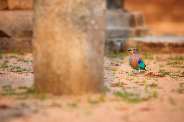 Colorful, bright blue-green tropical bird, Indian Roller,  Coracias benghalensis among stone ruins of Anuradhapura ancient city. Low angle, golden hour wildlife photography, Anuradhapura, Sri Lanka.