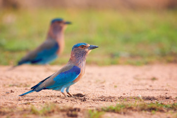 Two colorful, bright blue-green tropical birds, Indian Roller,  Coracias benghalensis standing on the sand ground against blurred  background. Wildlife photography, Anuradhapura city, Sri Lanka.