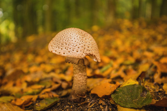 Close up of mushroom among golden autumn leaves