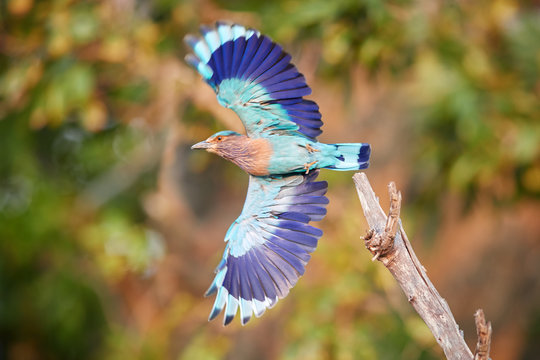 Colorful, bright blue-green tropical bird, Indian Roller,  Coracias benghalensis with fully outstretched wings against blurred green background. Wildlife photography, Anuradhapura, Sri Lanka.