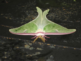 Large Moth