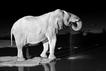 Black and white photo of African elephant, Loxodonta africana, drinking from waterhole against black background. Night photo. Wildlife photography in Etosha national park, Namibia.