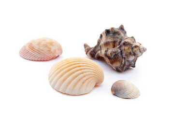 Exotic sea shells isolated on white background