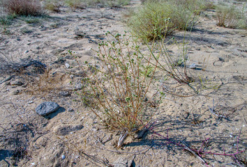 Растительность Мангыстау