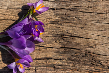Purple crocus flowers on rustic wooden background
