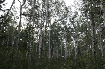trees in the forest