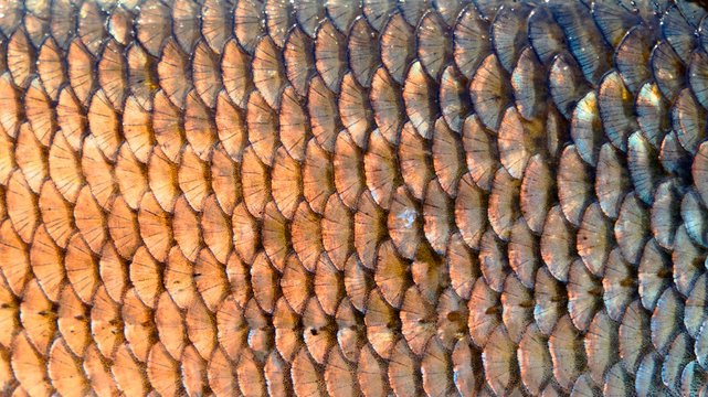 Orfe scales, close-up, natural texture, toned