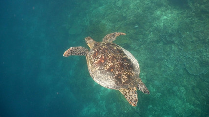 Sea turtle swimming underwater over corals. Sea turtle moves its flippers in the ocean under water. Wonderful and beautiful underwater world. Diving and snorkeling in the tropical sea. Philippines.