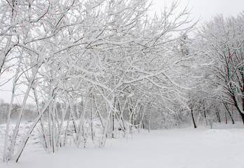 Winter trees covered in white fluffy snow