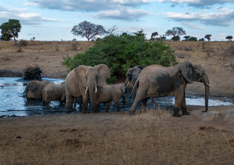 Fototapeta na wymiar Elefanten in Kenia