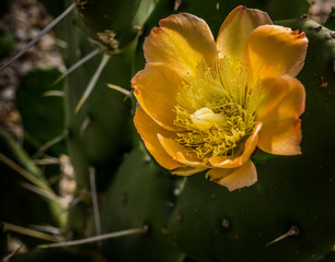 A beautiful dark yellow cactus flower in full bloom