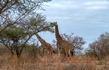 Fototapeta premium Giraffe in Kenia
