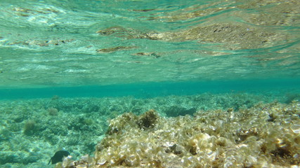 Fototapeta na wymiar Morze Czerwone, koralowiec, 