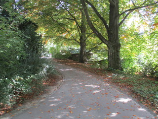 fotos de paisajes varios arboles varios naturaleza 