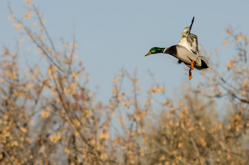 Mallard Duck Landing in the Autumn Wetlands