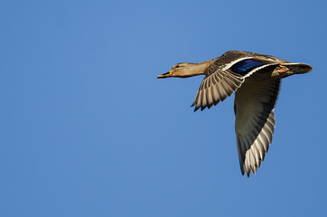 Mallard Duck Flying in a Blue Sky