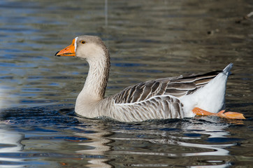 Naklejka na ściany i meble Domestic Goose Swimming Alone in the Peaceful Pond