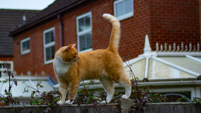 Ginger Tabby Cat on top of Wooden Fence