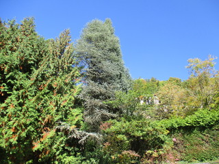 fotos de paisajes varios arboles varios naturaleza 