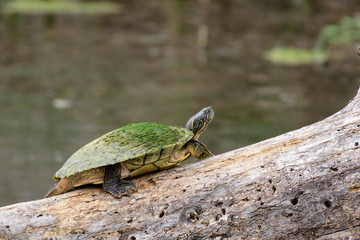 Obraz premium Texas River Cooter turtle resting on log