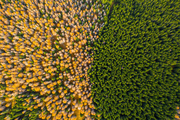 Aerial view of autumn colored forest. Drone shot bird eye. Natural pattern in top down aerial view over the forest. green and yellow forest. Larch and spruce forest. Scenic landscape from above. 