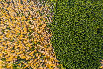 Aerial view of autumn colored forest. Drone shot bird eye. Natural pattern in top down aerial view over the forest. green and yellow forest. Larch and spruce forest. Scenic landscape from above. 