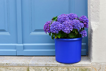 The flowers of blue hydrangea in blue bucket on the background of blue doors