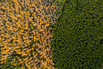 Aerial view of autumn colored forest. Drone shot bird eye. Natural pattern in top down aerial view over the forest. green and yellow forest. Larch and spruce forest. Scenic landscape from above. 