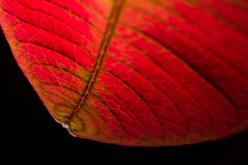 Red Leave