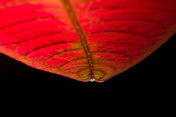 Red Leave