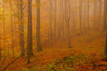Autumn in the primeval forest.  Bieszczady Mountains. "Hulskie" Nature Reserve