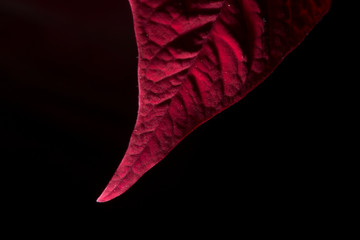 Red Leave