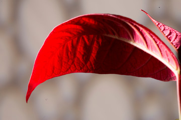 Red Leave