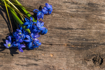 Blue scilla flowers on rustic wooden background