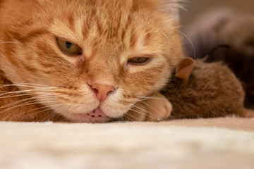 Close up of male ginger cat laying on floor with favourite mouse toy,