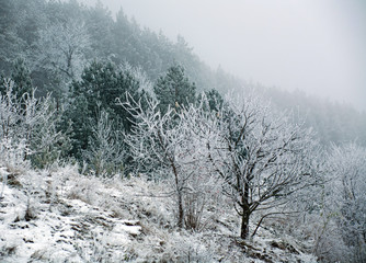 Frozen pine forest trees with frost on winter morning in fog