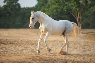 marwari srallion galloping free