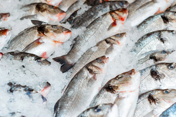 Obraz premium fresh fish in the snow on the shop counter