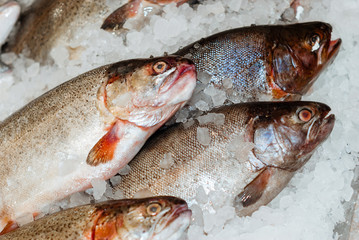 fresh fish in the snow on the shop counter