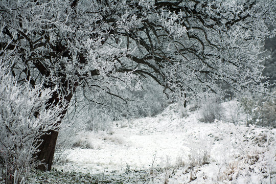 Fototapeta Frozen tree branches with frost ice on winter morning in fog