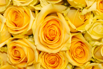 background - yellow roses flowers close up