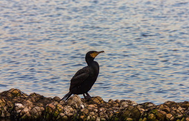 Kormoran am Wasser
