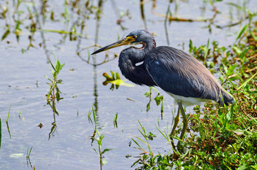 Tricolored Heron (Egretta tricolor) Wading in Florida Swamp