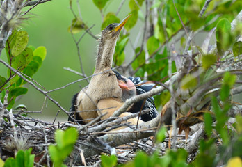 Baby Anhinga and Mom Nesting in Florida Mangrove