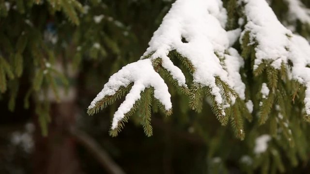 Spruce and pine tree branches covered with snow. Winter day in snowy fir tree forest, Christmas season and new year holidays. Close view.