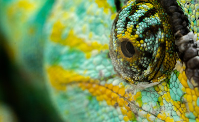 green yellow chameleon  © Максим Гребенюк