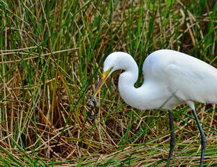 Great White Egret with Dead Snake in its Beak