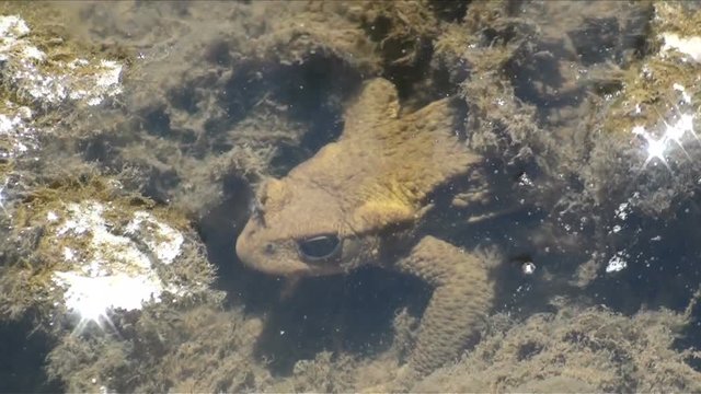 Frog in a Pond under the Water 